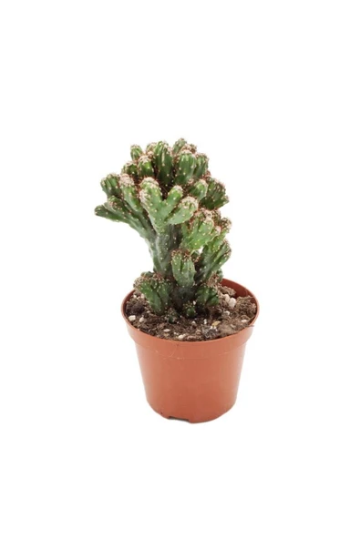Cereus Peruvianus Monstrous 8,5 cm ø İthal Kaktüs ürün görseli 1
