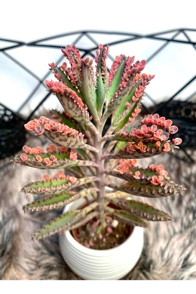 Aşkın Gözyaşları Çiçeği Kalanchoe Daigremontiana Pembe 5.5 Cm Saksıda ürün görseli 1