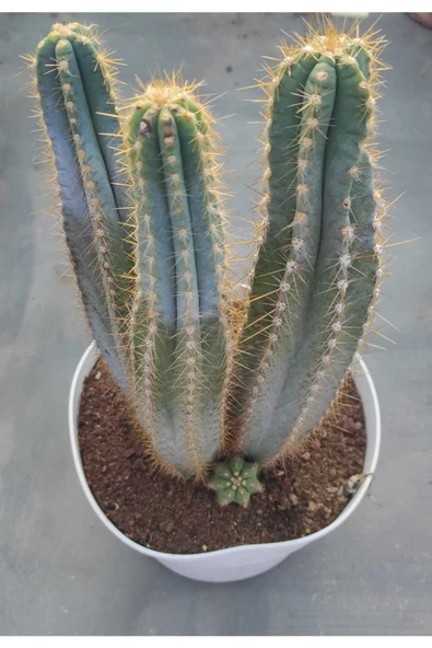 Pilosocereus Azulensis ürün görseli 1
