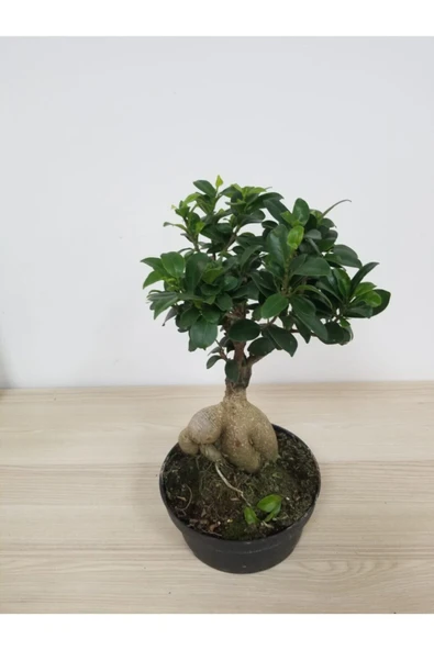 Bonsai - Resim 2
