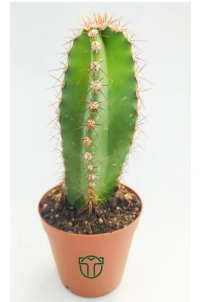 Cereus Validus ürün görseli 1