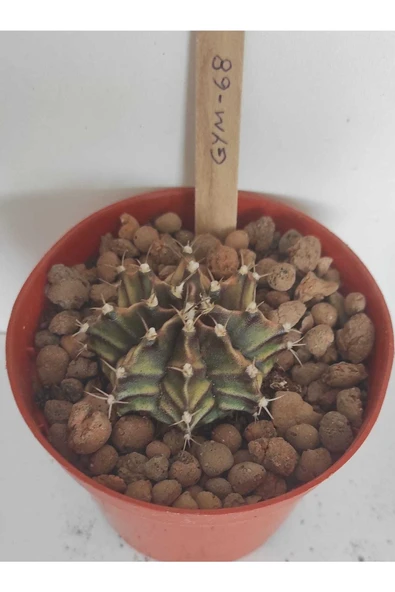 Dörtlü Gymnocalycium Mihanovichii Set - Resim 4