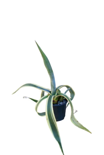 Kaktüs Agave ürün görseli 1