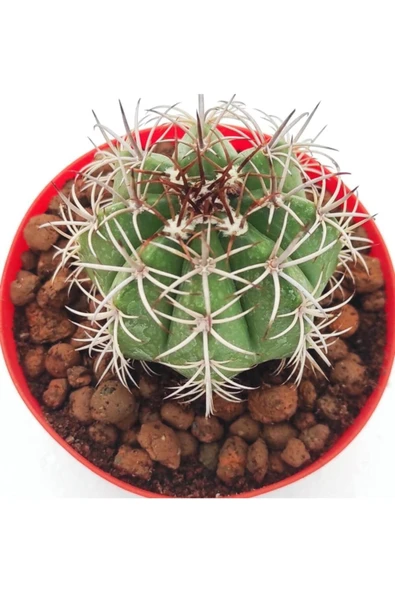Melocactus Matannzanus-8.5 Cm Saksı-ref 24c/49 - Resim 2