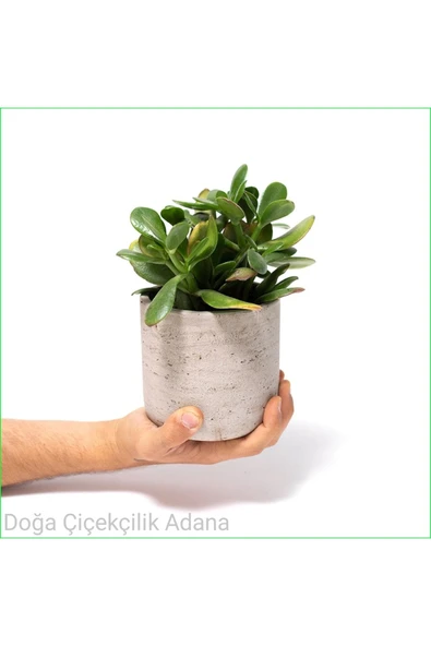 Seramik Saksıda Para Ağacı Bereket Ağacı Crassula Ovata 001 ürün görseli 1