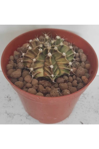Dörtlü Gymnocalycium Mihanovichii Set - Resim 3