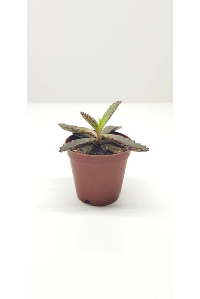 Aşkın Gözyaşı Sukulenti 5.5 Cm'lik Saksıda ürün görseli 1