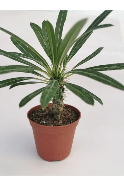 Madagaskar Palmiyesi ürün görseli 1