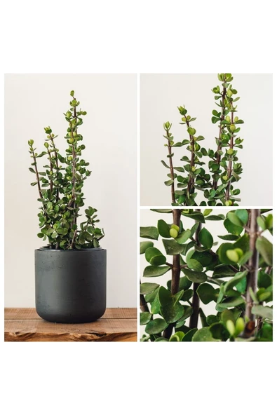 Bonsai Para Ağacı Dekoratif Saksıda Hediyelik - Resim 2