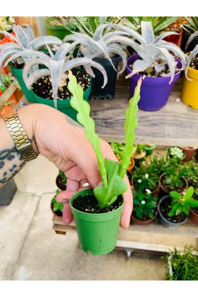 Epiphyllum Anguliger atlas zıgzag ürün görseli 1