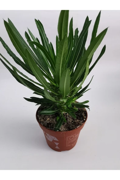 Madagaskar Palmiyesi 25cm/35cm - Resim 3