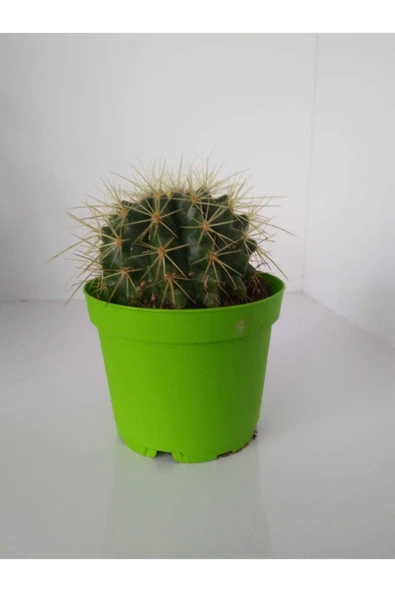 Echinocactus Grusoni Kaktüs - Resim 2