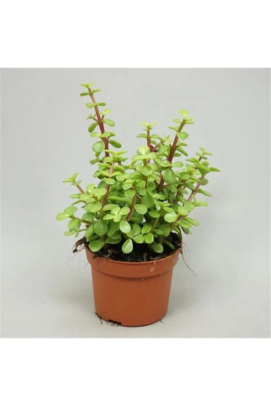 Para Ağacı Bonsai Portulacaria Afra Fil Yemi Sukulent 5,5cm ürün görseli 1