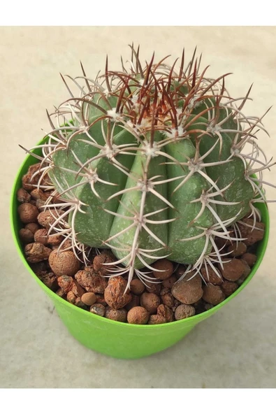 Melocactus--kaktüs--8,5 Cm Saksı ürün görseli 1