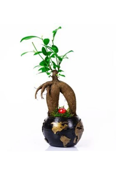 World Serisi Canlı Ficus Bonsai Bitkisi ürün görseli 1