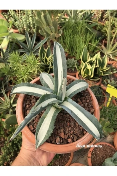 Agave Angustifolia + Hediye ürün görseli 1