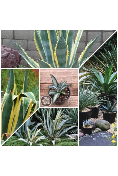 Agave Americana Fidesi Kampanya ürün görseli 1