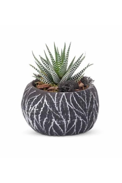 Taş Saksıda Haworthia ürün görseli 1