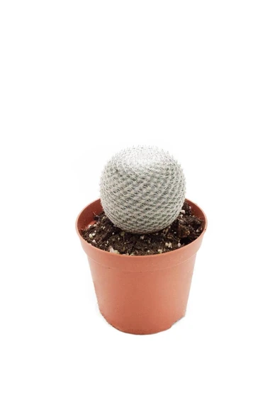 İthal Kaktüs  Mammillaria Microthele Superfina 8,5cm Ø ürün görseli 1