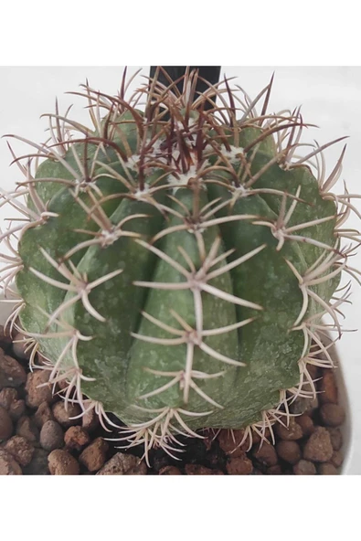 Melocactus-8.5 cm Saksı Kaktüs-ref 21h/34h/k45 - Resim 2
