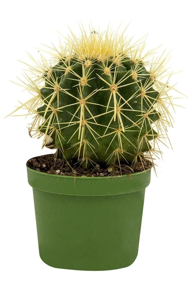 Marka: Kaktüs Dekoratif (echinocactus Blister) Kategori: Bahçe El Aleti Setleri ürün görseli 1