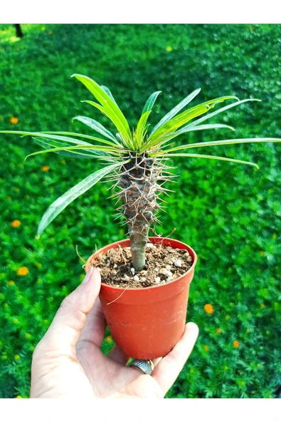 Pachypodium Lamerei - Madagaskar Palmiyesi, 8.5 Cm Saksıda ürün görseli 1