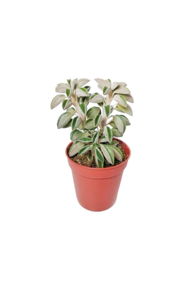 Peperomia Asperula - Peperomia Kaktüs Sukulent Mini - Ev Ofis Salon Iç Mekan Bitkisi - 10 Cm ürün görseli 1