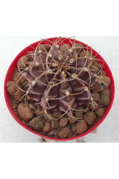 Gymnocalycium Mihanovichii - Resim 2