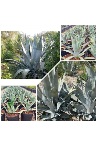 Agave Salmiana Saksılı Doğa Flora ürün görseli 1