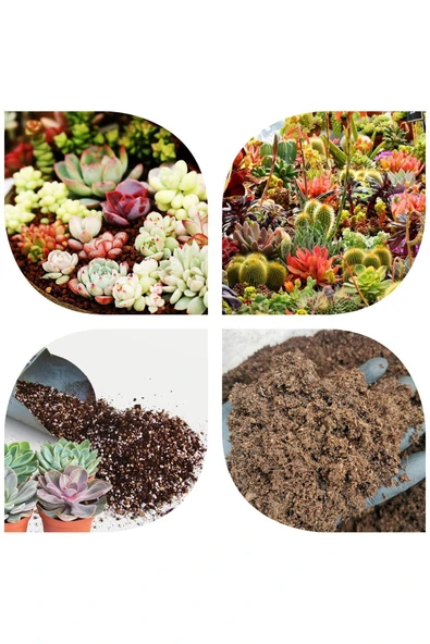 2 Litre Ultra Organik Kaktüs Toprağı (17 ÇEŞİT AĞAÇ YAPRAĞI VE 3 ÇEŞİT HAYVAN GÜBRESİ KARIŞIMI) ürün görseli 1