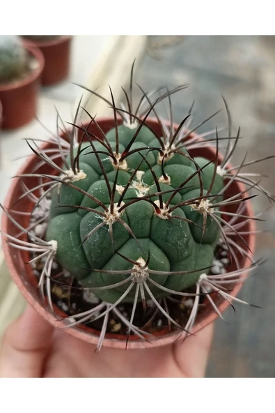 Gymnocalycium Saglionis Kaktüs - 8.5cm Saksı ürün görseli 1