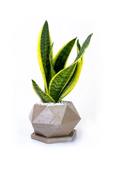 Spike Mokka Saksıda Paşa Kılıcı Sansevieria ürün görseli 1