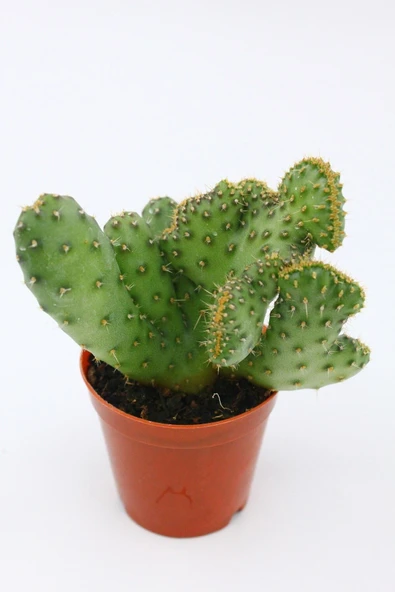 Opuntia Ssp Cristata Kaktüs ürün görseli 1