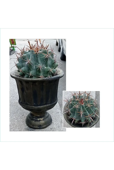 Dev Kupa Da Ferocactus Kaktüs 20 Cm Çap ürün görseli 1