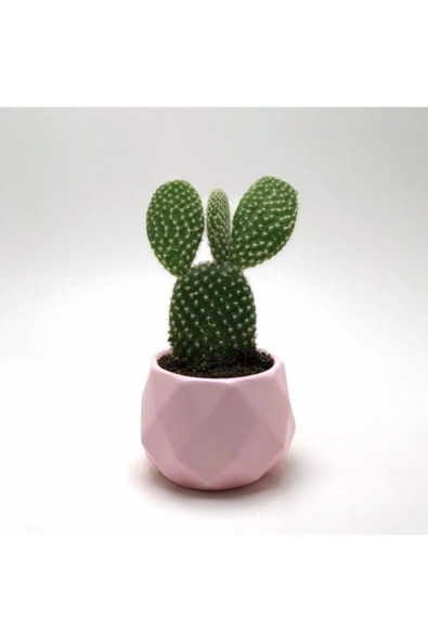 Pembe Mini Sucker Beton Saksı ve Canlı Tavşan Kulağı Kaktüs Çiçeği ürün görseli 1