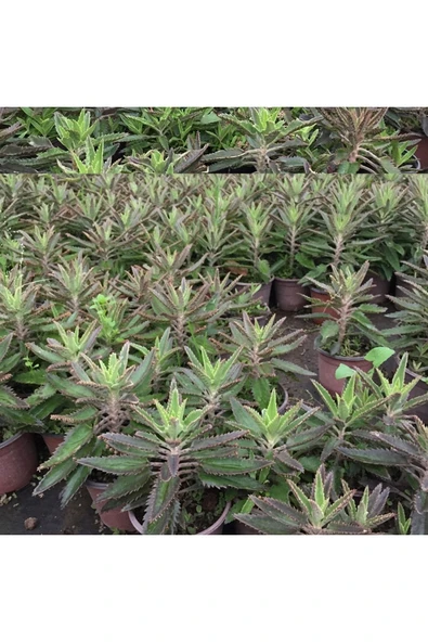 BOL YAVRULU AŞKIN GÖZYAŞLARI ÇİÇEĞİ (KALANCHOE DAİGREMONTİANA) / 30-40 CM. ürün görseli 1