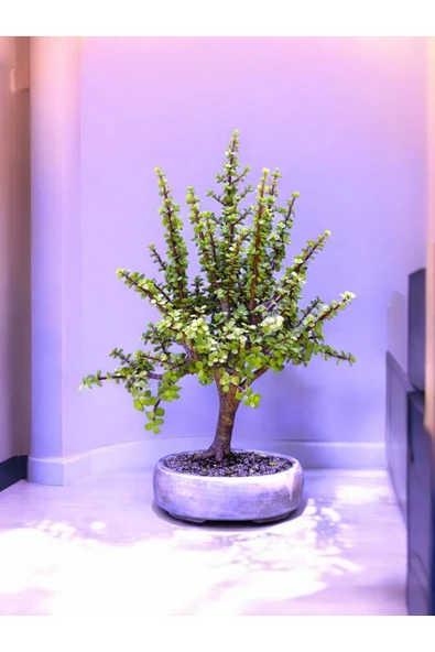 Dekoratif beton saksı bunsay jade plant içindeki Bonsai ile hediye ürün görseli 1