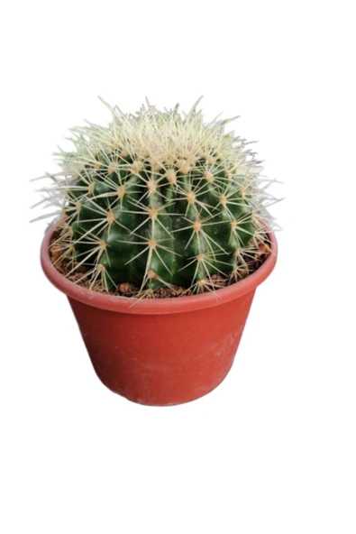Altın Fıçı Kaktüs -Echinocactus Grusonii-Varil Kaktüs-Top Kaktüs / 15 cm ürün görseli 1