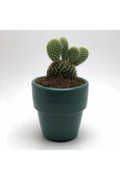 Gardenia Koyu Yeşil Beton Saksı Ve Canlı Tavşan Kulağı Kaktüs Çiçeği ürün görseli 1