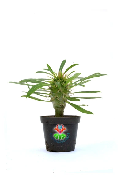 Madagaskar Palmiyesi-pachypodium Lamerei-6,5 Cm Saksıda ürün görseli 1
