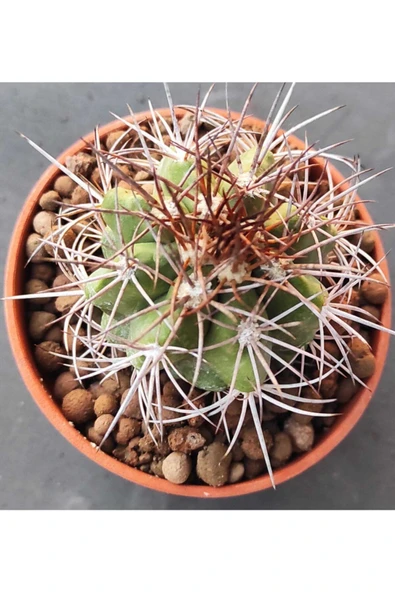 Melocactus Ferreophilu - Resim 2