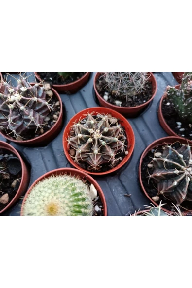 Gymnocalycium Mihanovichii 5.5cm ürün görseli 1
