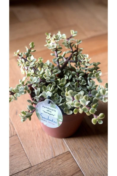 Renkli Para Çiçeği Portulacaria Afra Variegata ürün görseli 1