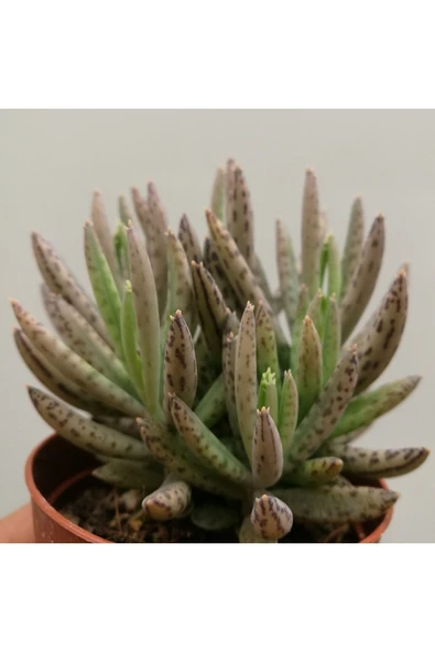 Kalanchoe Daigremontiana, Aşkın Gözyaşı Bitkisi Sukulent ürün görseli 1
