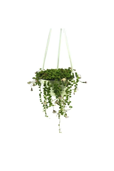 Senecio 14 cm Saksıda ürün görseli 1