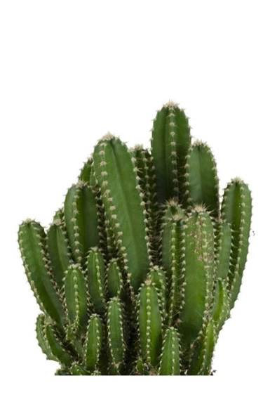 Cereus Peruvianus -florida-radrasyon - Resim 2