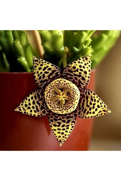 Leş Kaktüsü  Köklü Fide Stapelia Orbea ürün görseli 1