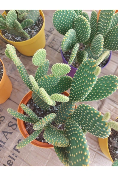 Opuntia Microdasys(tavsan Kaktus) - Resim 3