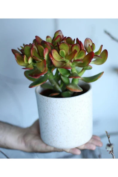 Crassula Ovata Bereket Çiçeği, Büyük Boy, Saksıda ürün görseli 1