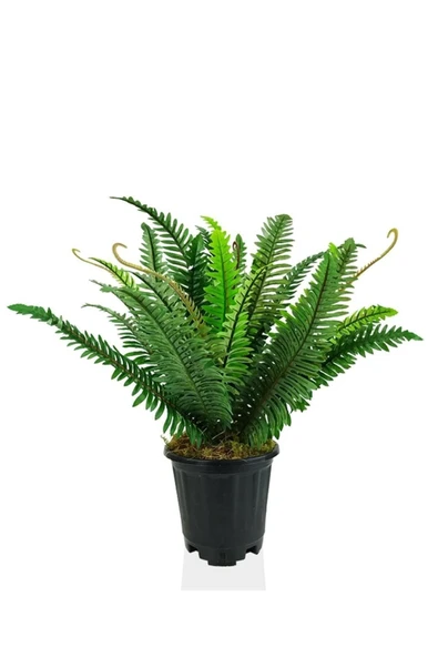 Plastik Saksıda Nephrolepis (Aşk Merdiveni) Bitki 60cm ürün görseli 1
